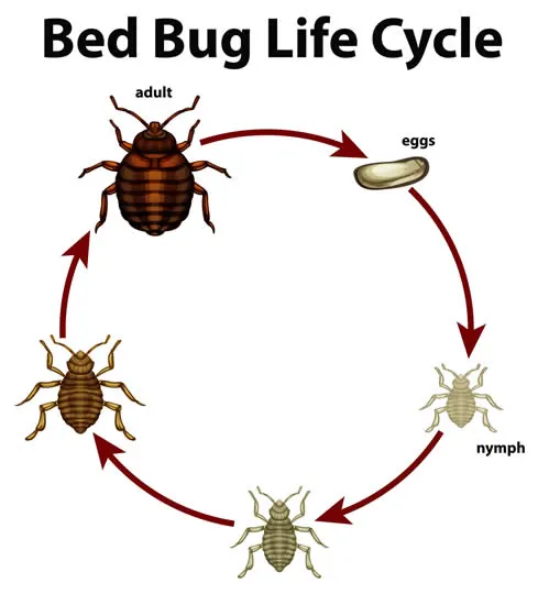 bed-bug-life-cycle